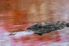 American alligator in red maple tree reflection in spring, Florida. Art Print